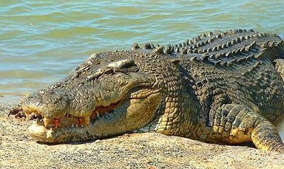 매거진(6 crocodiles).jpg