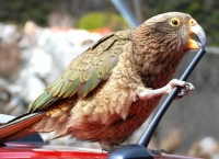 비둘기와 결투(?) 벌인 앵무새 ‘Kea’