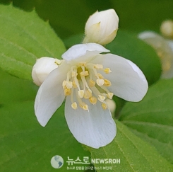 고광나무꽃